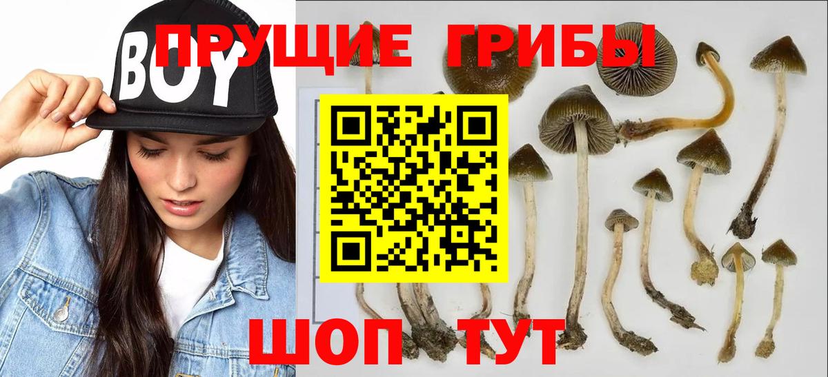 Галлюциногенные грибы Magic Shrooms  Вход с VPN  сколько стоит  Бугульма 